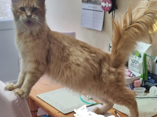 maine-coon-intact-male-needs-rehoming-due-to-owner-illness