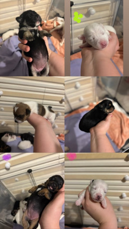 jack-russell-puppys-big-0