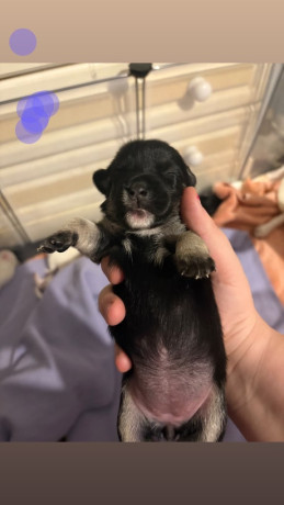 jack-russell-puppys-big-1