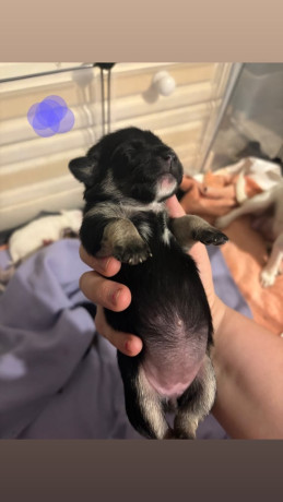 jack-russell-puppys-big-2