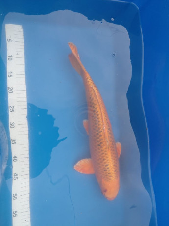 various-koi-for-sale-big-0