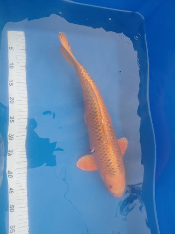 various-koi-for-sale-big-1