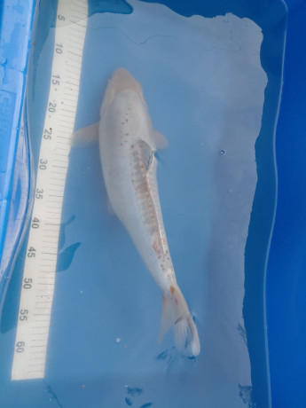 various-koi-for-sale-big-2