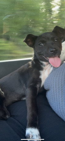 female-patterdale-terrier-cross-big-2