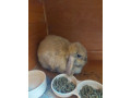 mini-lop-baby-small-3