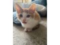 beautiful-gingerwhite-kitten-for-sale-small-0