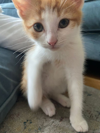 beautiful-gingerwhite-kitten-for-sale-big-1