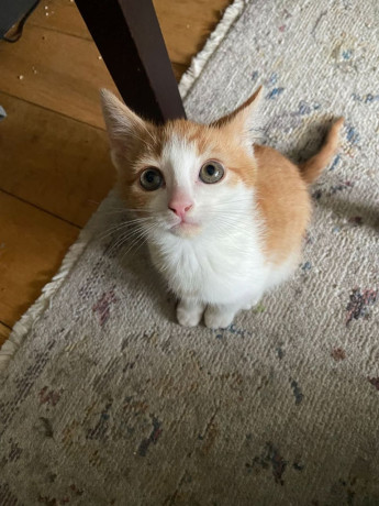 beautiful-gingerwhite-kitten-for-sale-big-2