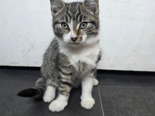 female-kitten