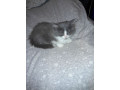 kitten-for-sale-small-3