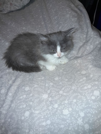 kitten-for-sale-big-3