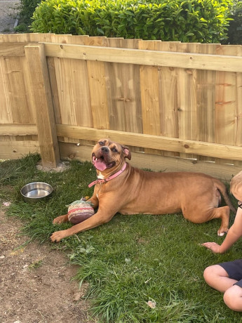 nala-2-year-old-dog-big-0