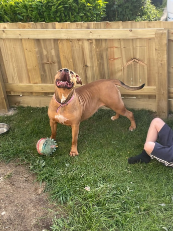 nala-2-year-old-dog-big-1