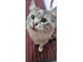 silver-tabby-maine-coon-queen-needs-rehoming-as-owner-in-hospital-small-2