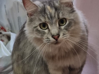 silver-tabby-maine-coon-queen-needs-rehoming-as-owner-in-hospital