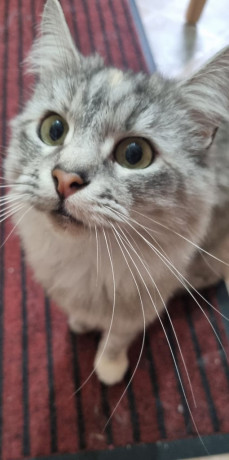 silver-tabby-maine-coon-queen-needs-rehoming-as-owner-in-hospital-big-2
