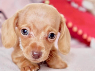 last-gorgeous-cream-girl-mini-kc-dachshund