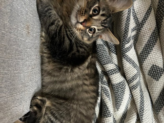 male-kitten-15-weeks-old-in-need-of-a-new-home