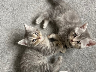 bluecream-british-short-hairxpersian-cross