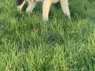 border-collie-puppies