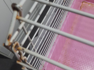 free-guinea-pig-cage