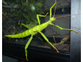 indian-stick-insects-small-3