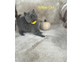 beautiful-british-shorthair-kittens-small-2