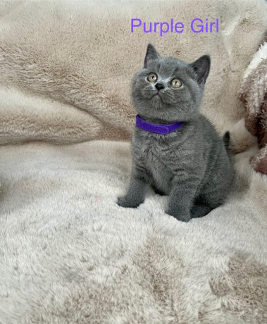 beautiful-british-shorthair-kittens-big-1