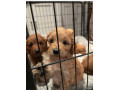 cockapoo-puppys-small-3