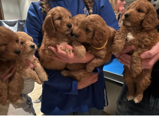 cockapoo-puppys