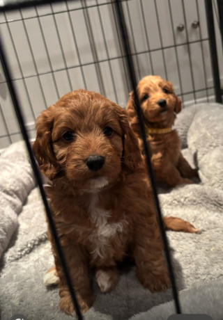 cockapoo-puppys-big-1