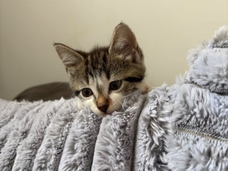 bengal-kitten-for-sale