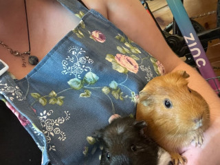 x2-guinea-pig-sows