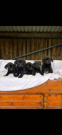 labradore-puppies-big-3