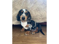 2-stunning-kc-registered-miniature-dachshund-small-1