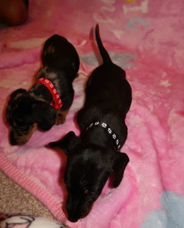 miniature-dachshund-pups-big-1