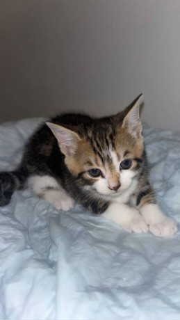 female-and-male-kittens-big-2