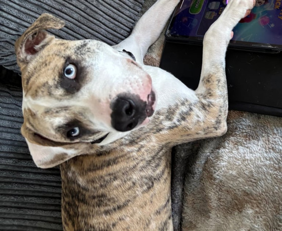 urgently-looking-for-a-forever-home-big-0