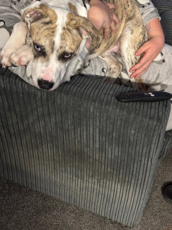 urgently-looking-for-a-forever-home-big-1