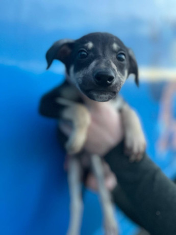 whippet-puppies-big-1