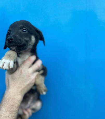 whippet-puppies-big-2