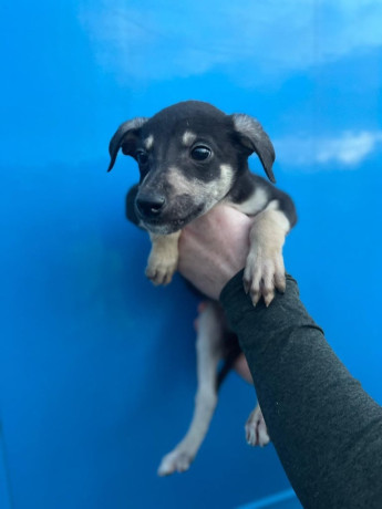 whippet-puppies-big-3