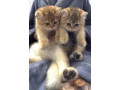 pair-of-kittens-for-sale-small-1
